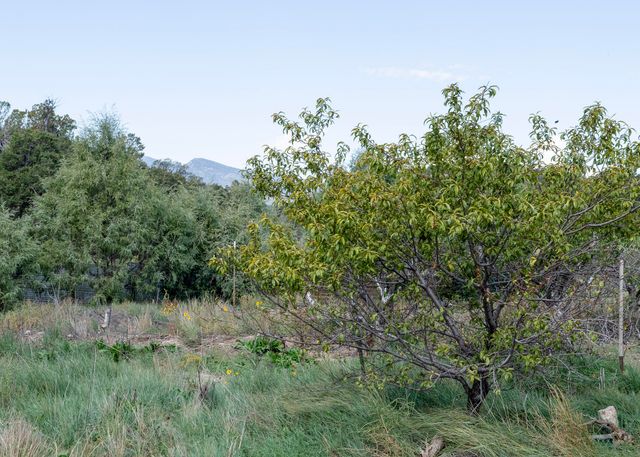 68 Canyon Road, Sandia Park, NM 87047