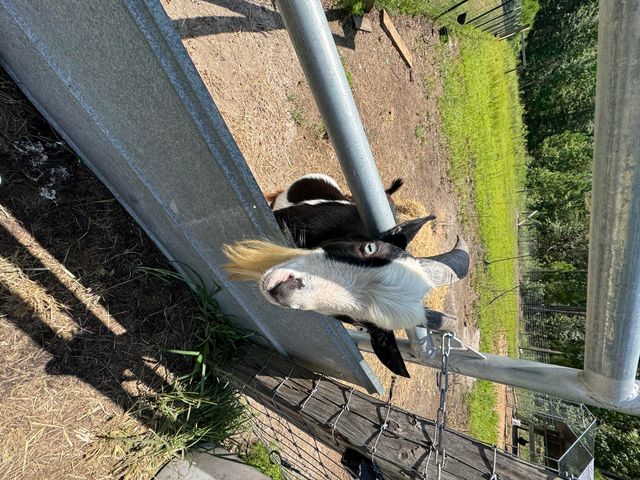 661 Woodrow Road, Estill, SC 29918