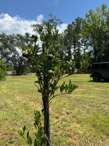 661 Woodrow Road, Estill, SC 29918