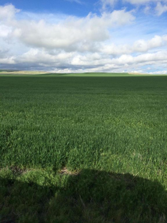 Flat Creek Road, Geraldine, MT 59446 photo 6