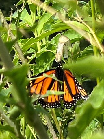 81 TWIN LAKE CIRCLE, Umatilla, FL 32784