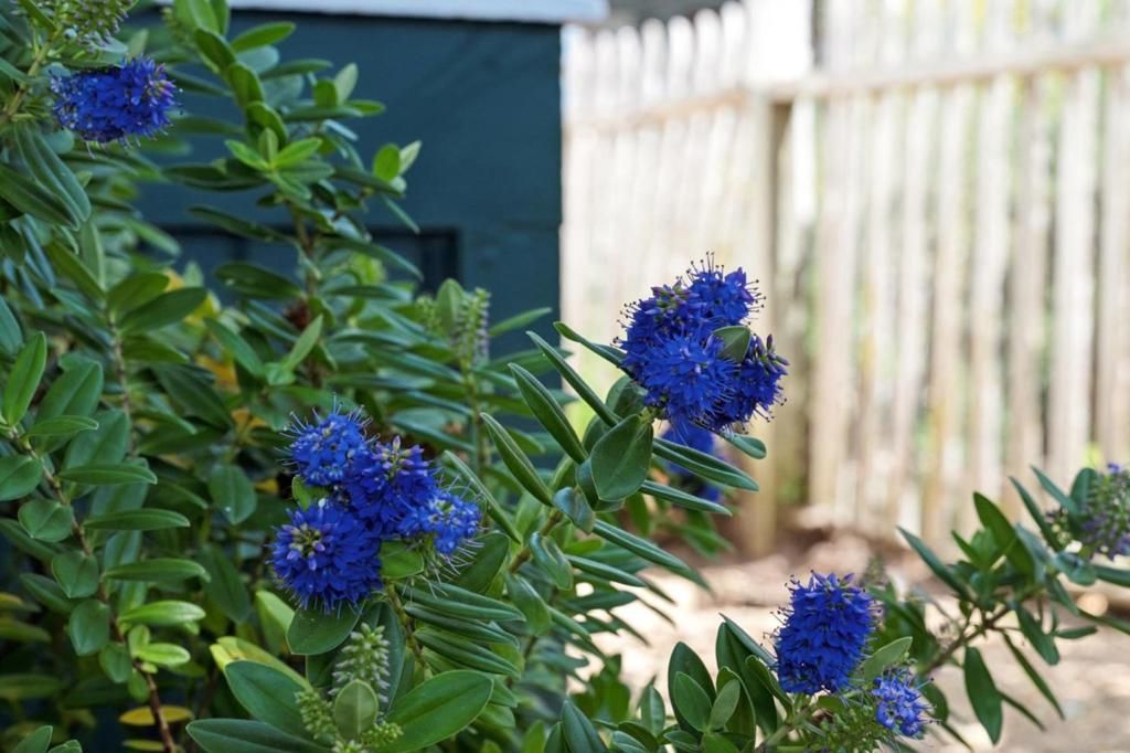 Image 69 of property listing at 219 Willow Street, Pacific Grove, CA 93950