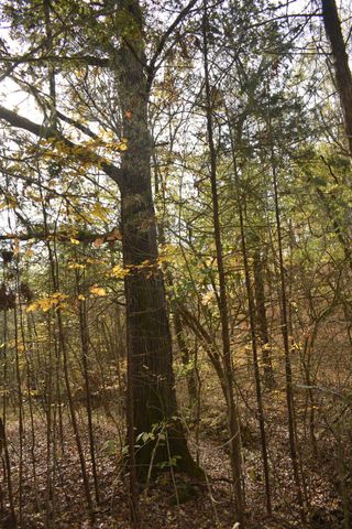 0 Gladdice Hwy, Gainesboro, TN 38562