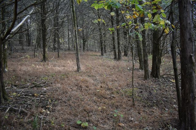 0 Gladdice Hwy, Gainesboro, TN 38562