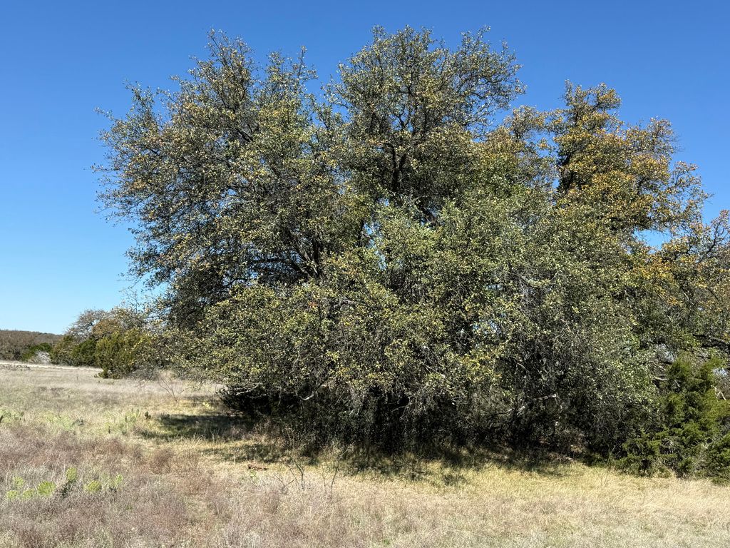 Image 9 of property listing at 713 Persimmon Road, Eldorado, TX 76936