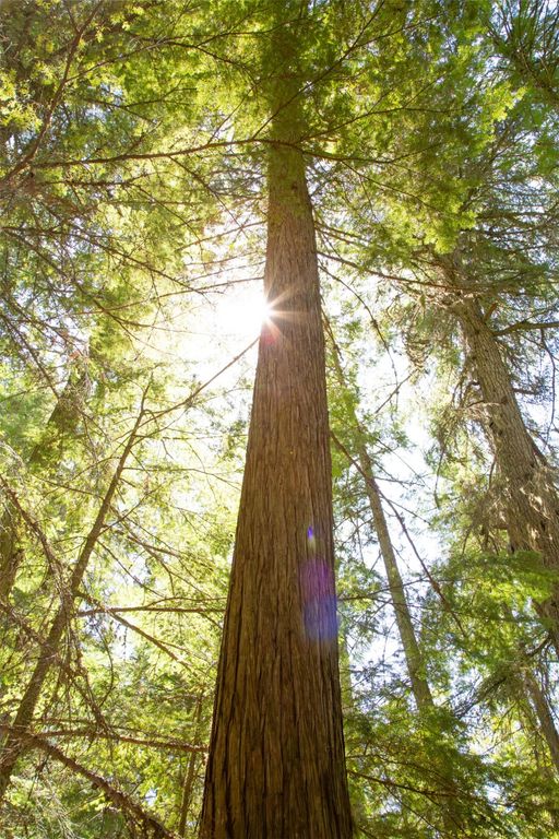 361 Grist Road, West Glacier, MT 59936 photo 10