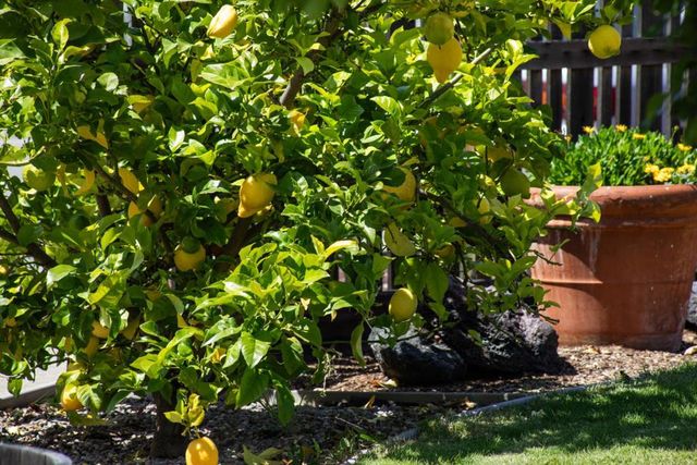 1937 Adelaide Way, San Jose, CA 95124