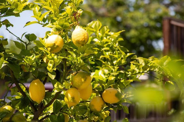 1937 Adelaide Way, San Jose, CA 95124