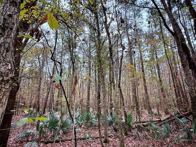 1215 Sandy Run Circle, Summerville, SC 29486