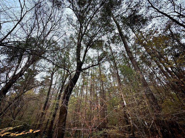 1215 Sandy Run Circle, Summerville, SC 29486