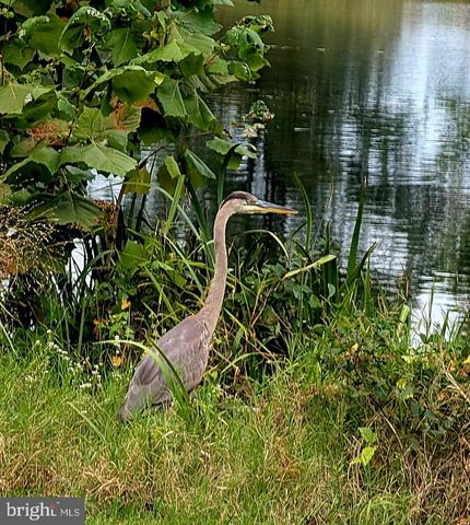 2707 MARSH ELDER DR, Cambridge, MD 21613