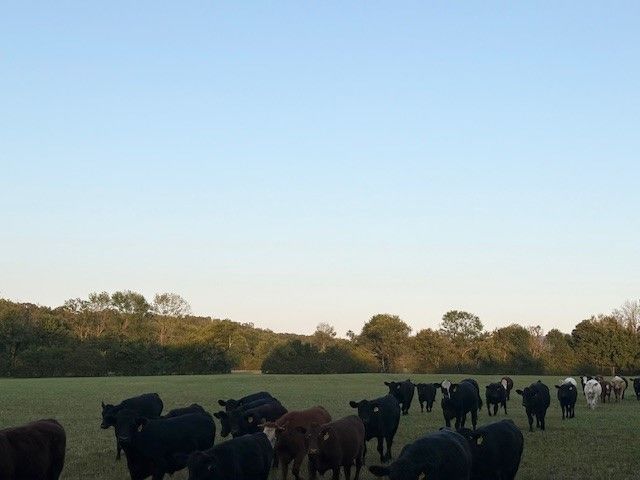Prairie View Drive, Harrison, AR 72601