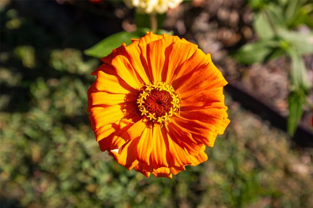 812 Sherbrook Drive, Richardson, TX 75080