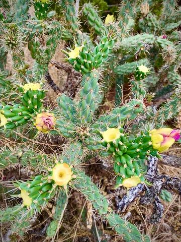 14800 Canyon Pass Road, Amarillo, TX 79118