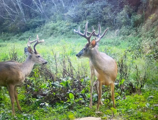 0 Lewisburg Hwy, Pulaski, TN 38478