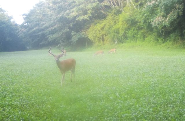 0 Lewisburg Hwy, Pulaski, TN 38478