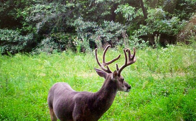 0 Lewisburg Hwy, Pulaski, TN 38478