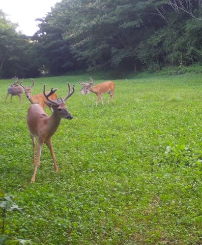 0 Lewisburg Hwy, Pulaski, TN 38478