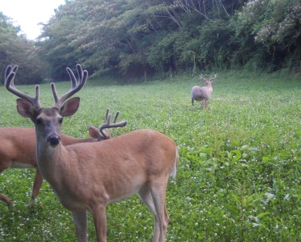 0 Lewisburg Hwy, Pulaski, TN 38478