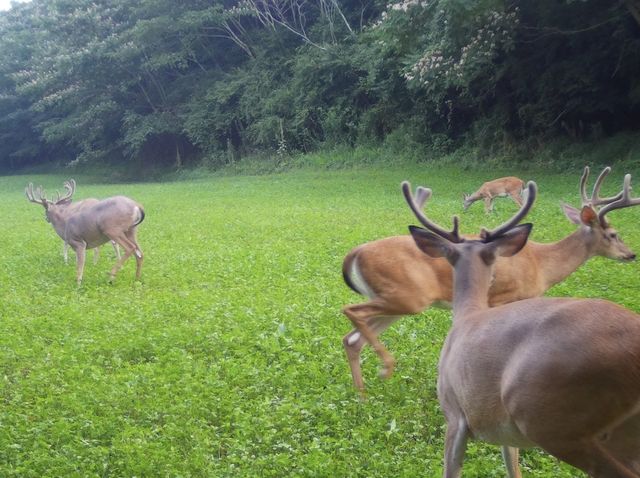 0 Lewisburg Hwy, Pulaski, TN 38478