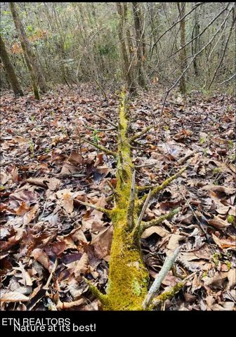 364 Jasmine Drive, Newport, TN 37821