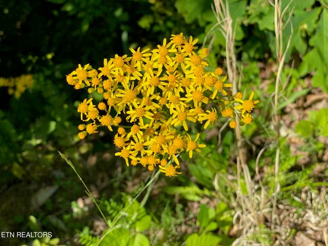 364 Jasmine Drive, Newport, TN 37821