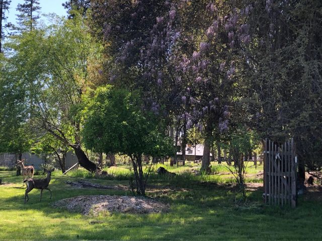 61 Chief George, Lewiston, CA 96052