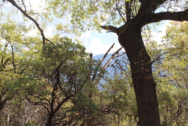 475 John Lewis Drive, Pierpoint Springs, CA 93265