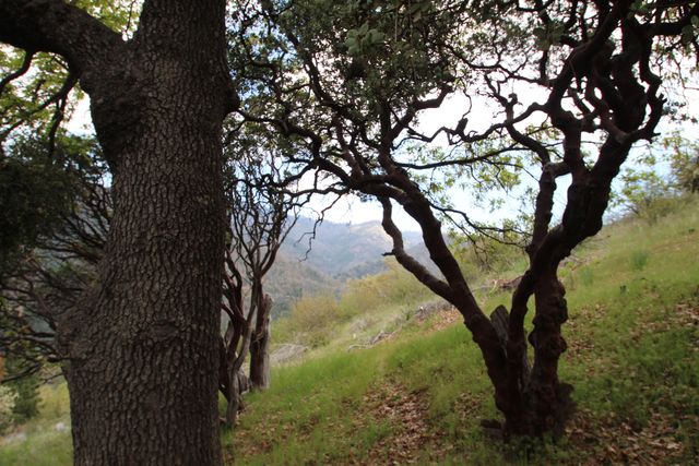 475 John Lewis Drive, Pierpoint Springs, CA 93265