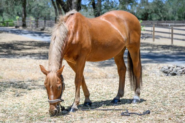 100 W Trinity Rd, Glen Ellen, CA 95442