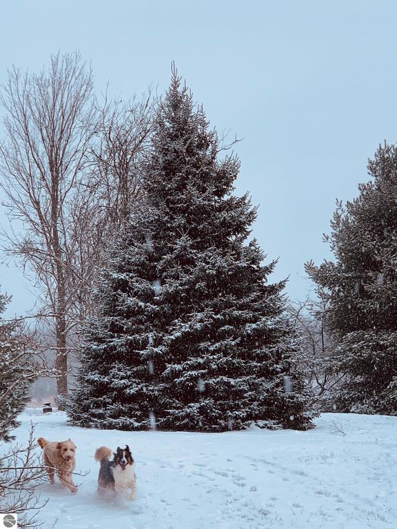 Image 10 of property listing at 8181 M-66 SE, Fife Lake, MI 49633