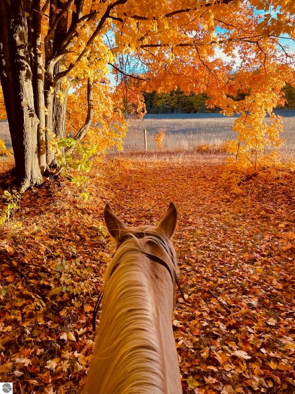 Image 16 of property listing at 8181 M-66 SE, Fife Lake, MI 49633