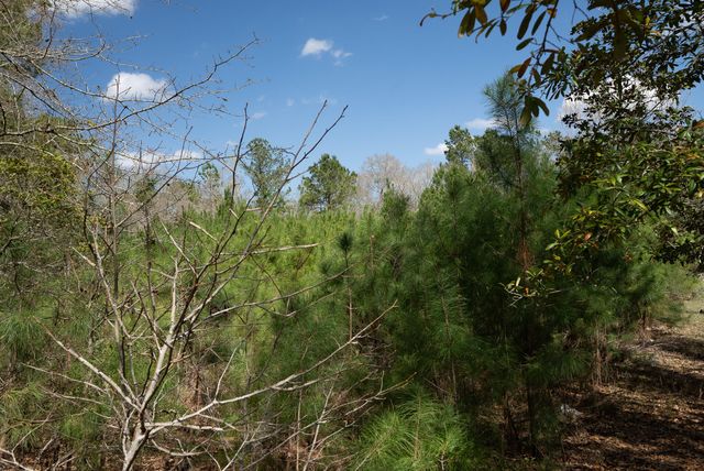 0 State Road, Summerville, SC 29486