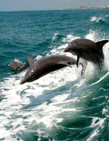 949 SUNCREST LANE, Englewood, FL 34223