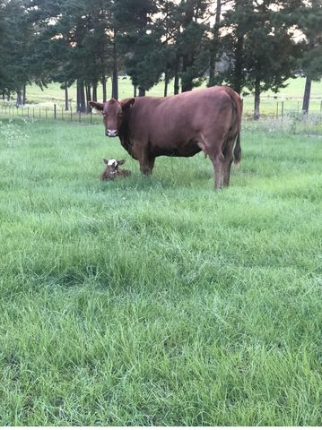 3843 FM 2199, Marshall, TX 75672