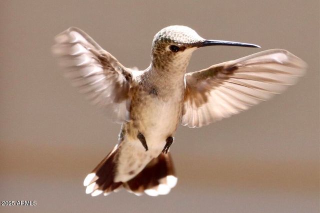 912 W Madera Lane, Payson, AZ 85541