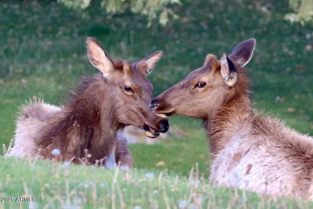 912 W Madera Lane, Payson, AZ 85541