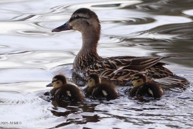 912 W Madera Lane, Payson, AZ 85541