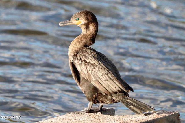 912 W Madera Lane, Payson, AZ 85541