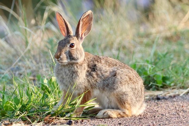 912 W Madera Lane, Payson, AZ 85541