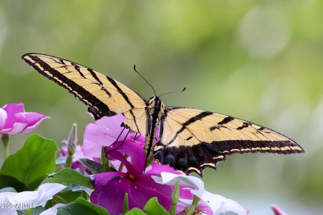 912 W Madera Lane, Payson, AZ 85541