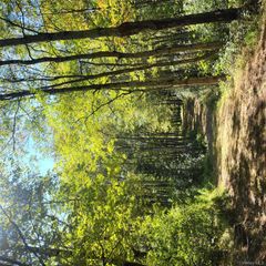 TBD Stephenson Road, Swan Lake, NY 12720