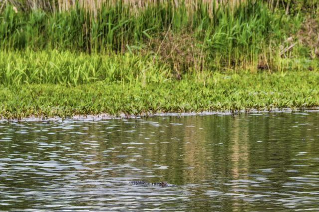 172 Half Moon Trail, Pawleys Island, SC 29585