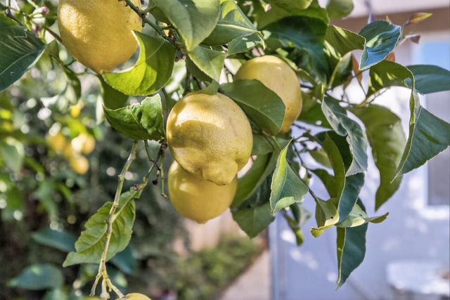 139 Ainger Cir, Sacramento, CA 95835