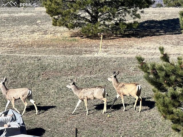 1682 Deer Creek Road, Monument, CO 80132