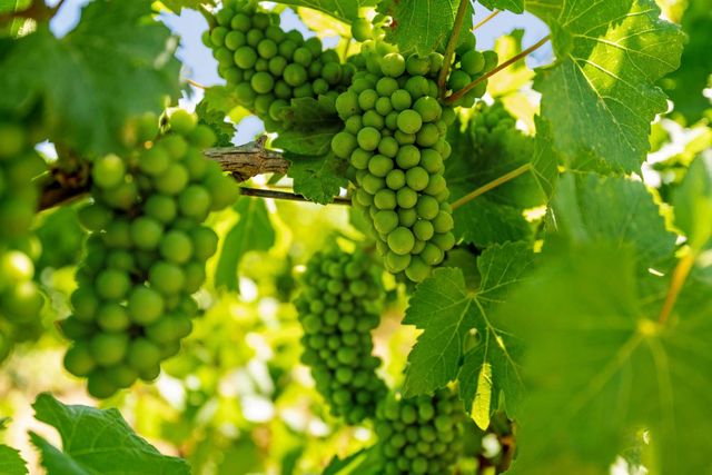 14226 State Highway 160, Walnut Grove, CA 95690