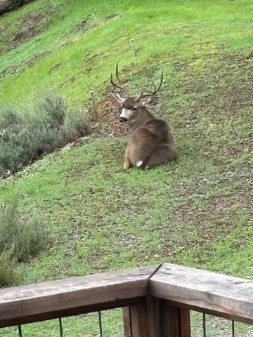 9521 Sicard Flat Rd, Browns Valley, CA 95918