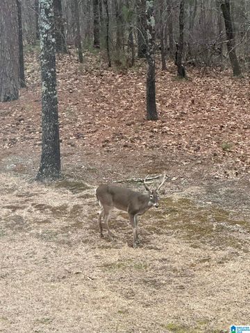 1002 LONG LEAF TRAIL, Warrior, AL 35180