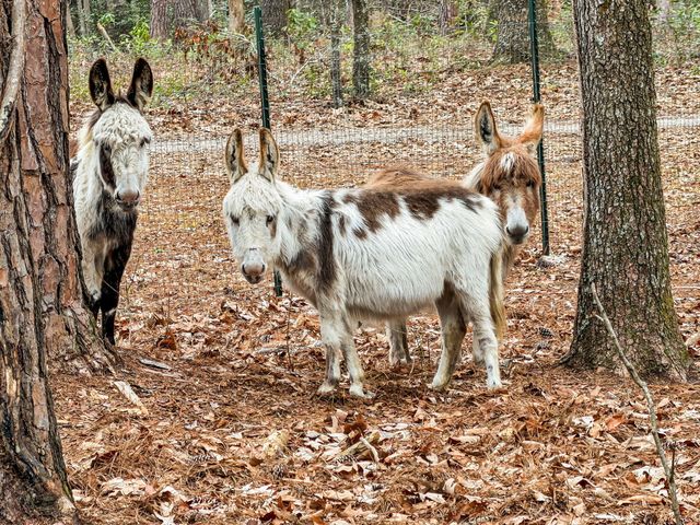 7769 Old Jacksonboro Road, Adams Run, SC 29426