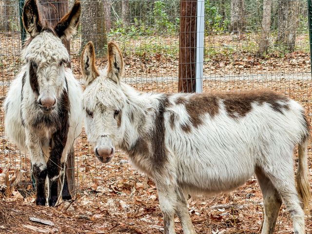 7769 Old Jacksonboro Road, Adams Run, SC 29426